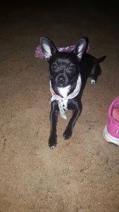 Shampooches photo 15