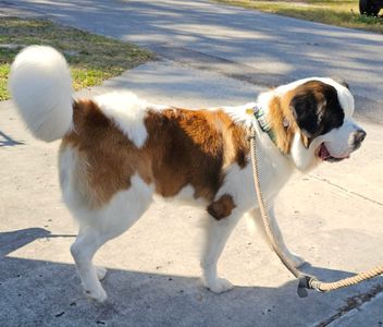 Shampooches photo 16