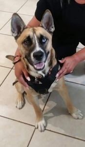 Shampooches photo 18