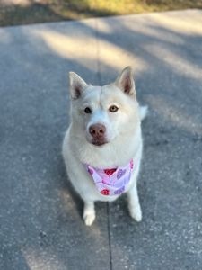 Shampooches photo 19