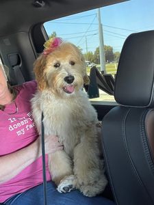 Shampooches photo 20