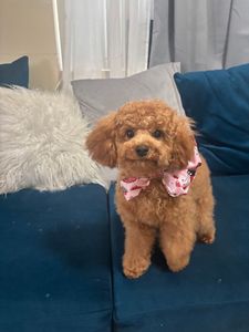 Shampooches photo 22