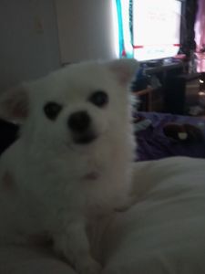 Shampooches photo 23