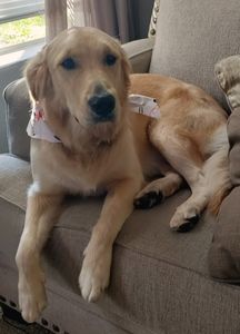 Shampooches photo 24