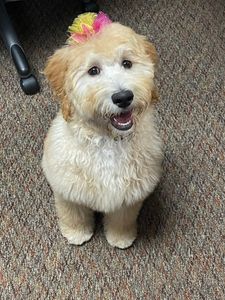 Shampooches photo 25