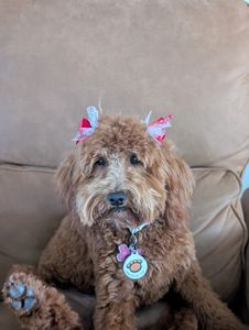 Shampooches photo 27