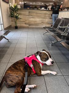 Bloomingdale Animal Hospital photo 2