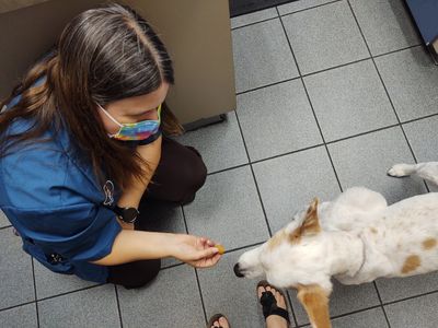 Bloomingdale Animal Hospital photo 5