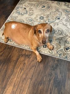 Bloomingdale Animal Hospital photo 6