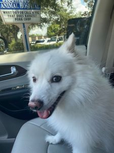 Bloomingdale Animal Hospital photo 9