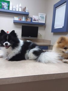 Bloomingdale Animal Hospital photo 10