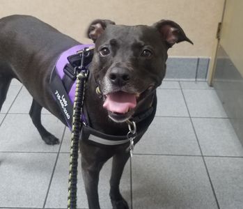 Bloomingdale Animal Hospital photo 11