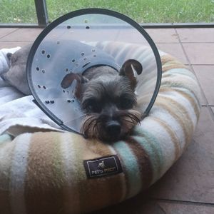 Bloomingdale Animal Hospital photo 14