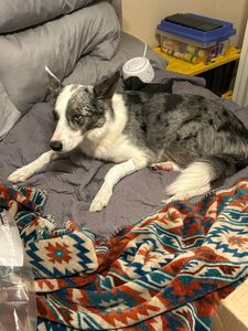 Bloomingdale Animal Hospital photo 15