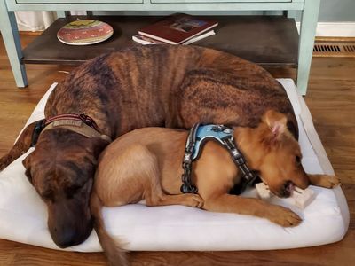 Bloomingdale Animal Hospital photo 17