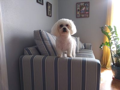 Bloomingdale Animal Hospital photo 18