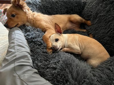 Bloomingdale Animal Hospital photo 19