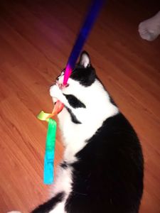 Bloomingdale Animal Hospital photo 20