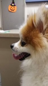 Bloomingdale Animal Hospital photo 21