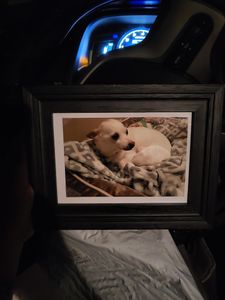 Bloomingdale Animal Hospital photo 22