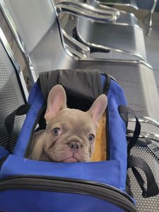 Bloomingdale Animal Hospital photo 24