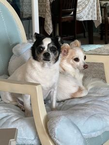 Bloomingdale Animal Hospital photo 25