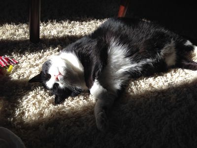 Bloomingdale Animal Hospital photo 26