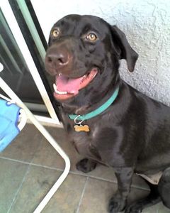 Bloomingdale Animal Hospital photo 28