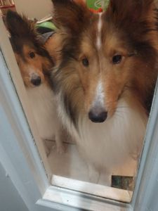 Bloomingdale Animal Hospital photo 29