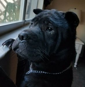 Bloomingdale Animal Hospital photo 31