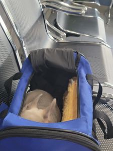 Bloomingdale Animal Hospital photo 32