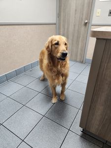 Bloomingdale Animal Hospital photo 33