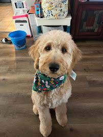 Woof Gang Bakery & Grooming Valrico