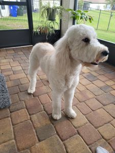 Woof Gang Bakery & Grooming Valrico photo 4