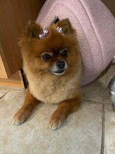 Woof Gang Bakery & Grooming Valrico photo 5