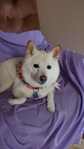 Woof Gang Bakery & Grooming Valrico photo 8