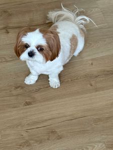 Woof Gang Bakery & Grooming Valrico photo 6