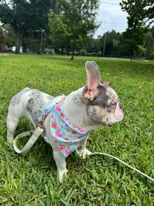 Woof Gang Bakery & Grooming Valrico photo 11