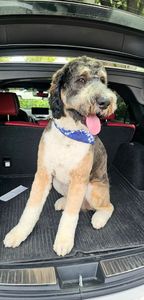 Woof Gang Bakery & Grooming Valrico photo 12