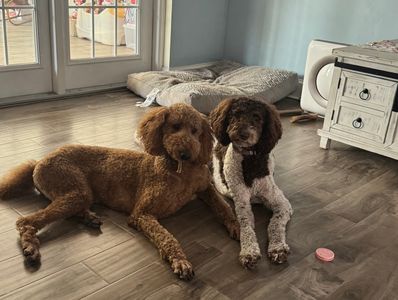 Woof Gang Bakery & Grooming Valrico photo 13