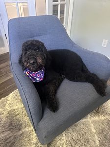 Woof Gang Bakery & Grooming Valrico photo 15