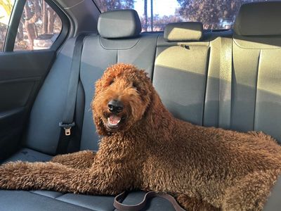 Woof Gang Bakery & Grooming Valrico photo 16