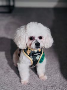 Woof Gang Bakery & Grooming Valrico photo 17