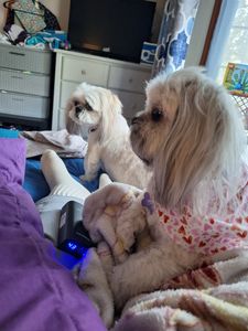 Woof Gang Bakery & Grooming Valrico photo 18