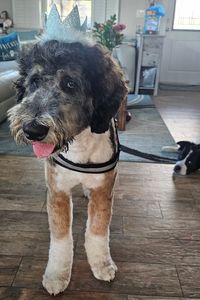 Woof Gang Bakery & Grooming Valrico photo 19