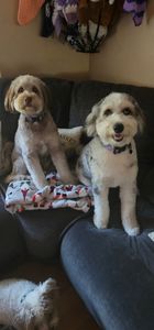 Woof Gang Bakery & Grooming Valrico photo 20