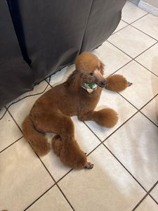 Woof Gang Bakery & Grooming Valrico photo 21