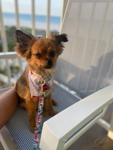 Woof Gang Bakery & Grooming Valrico photo 22