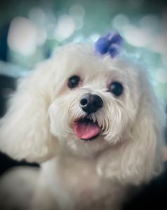 Woof Gang Bakery & Grooming Valrico photo 23