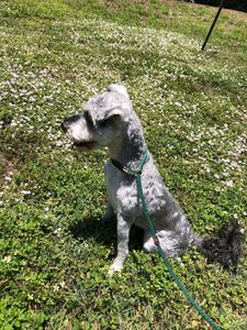 Woof Gang Bakery & Grooming Valrico photo 24